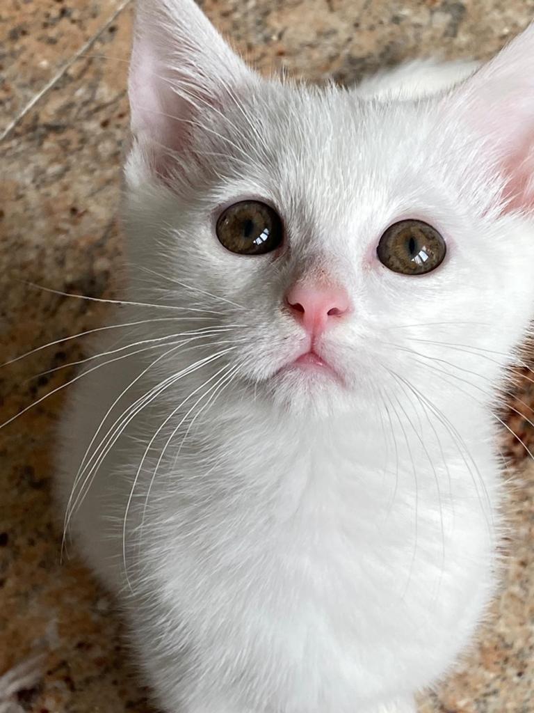 Witte kitten (Kater), Dieren en Toebehoren, Katten en Kittens | Overige Katten, Kater, Kortharig, 0 tot 2 jaar
