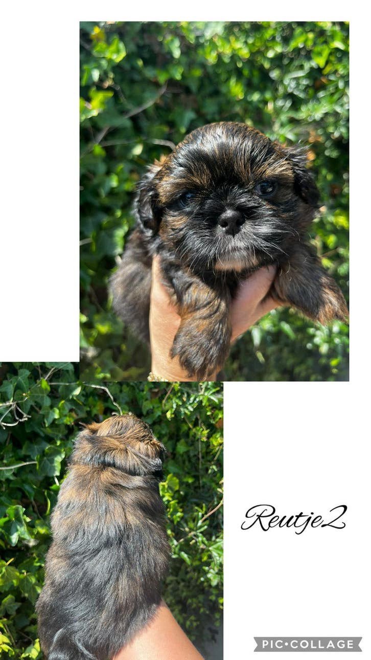 Raszuivere Shih Tzu pups!, Parvo, Overige rassen, 8 tot 15 weken, Meerdere
