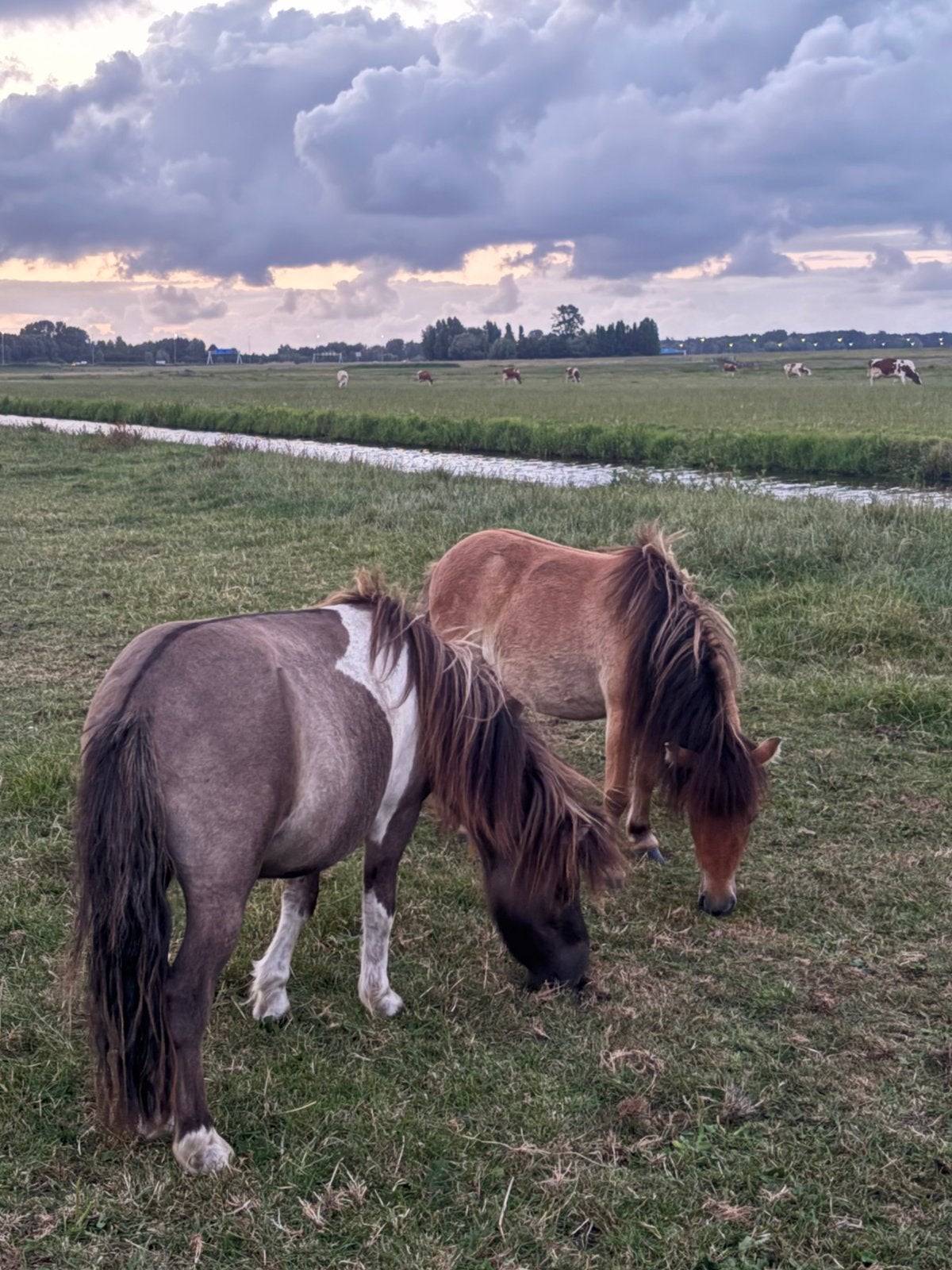 2 lieve mini shetlanders bijzonder mooie kleur, Dieren en Toebehoren, Pony's, Ruin, A pony (tot 1.17m), 0 tot 2 jaar