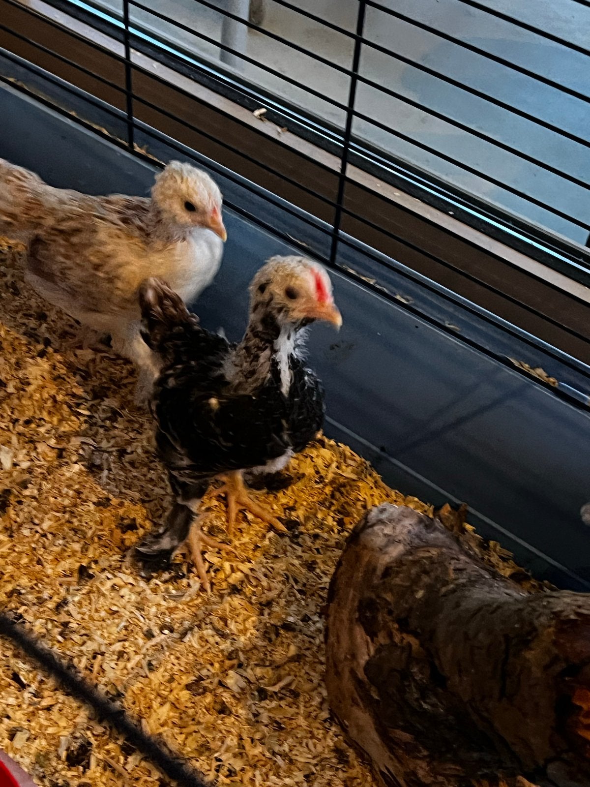 Faverolles kriel haan, Dieren en Toebehoren