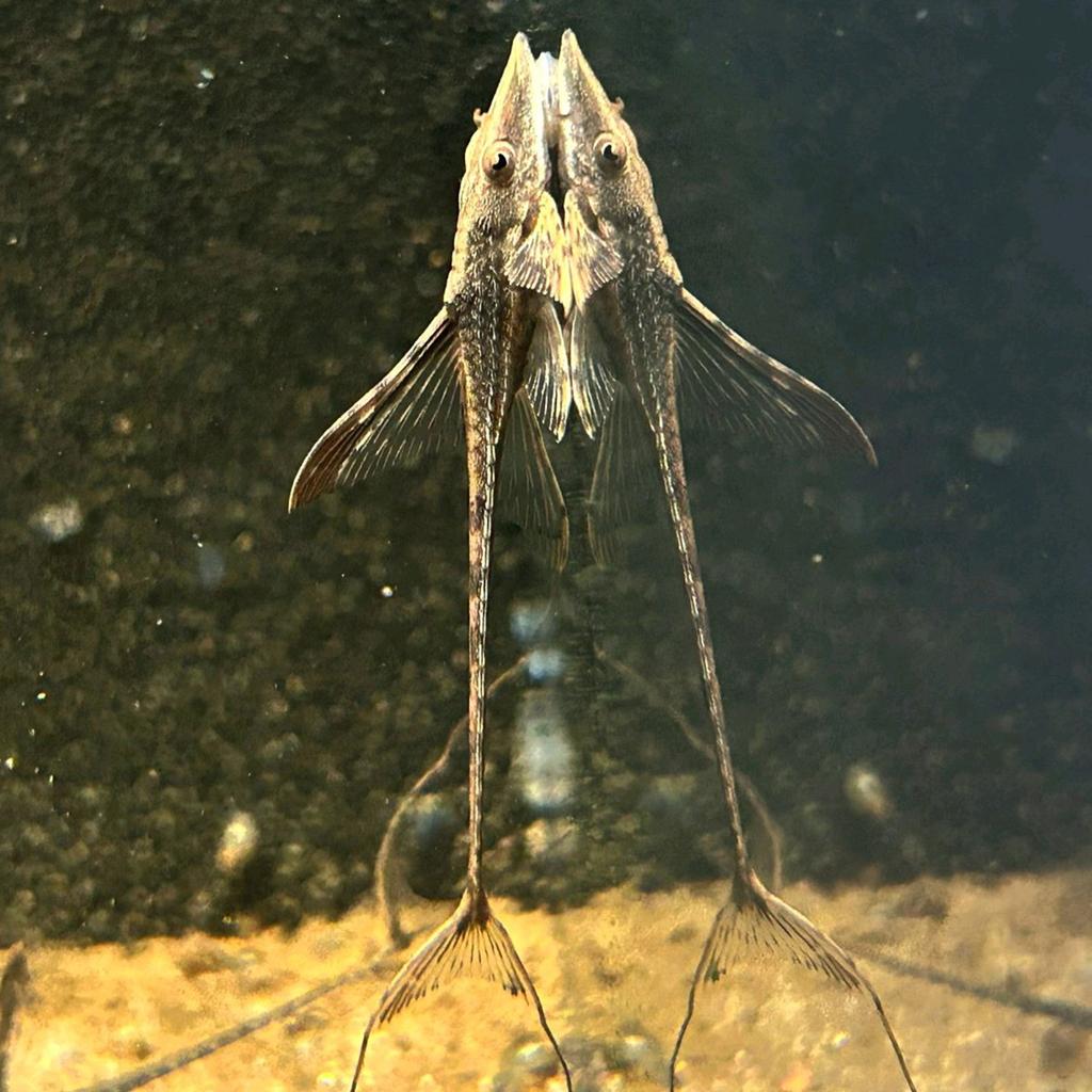 Sturisoma festivum, Vis, Zoetwatervis