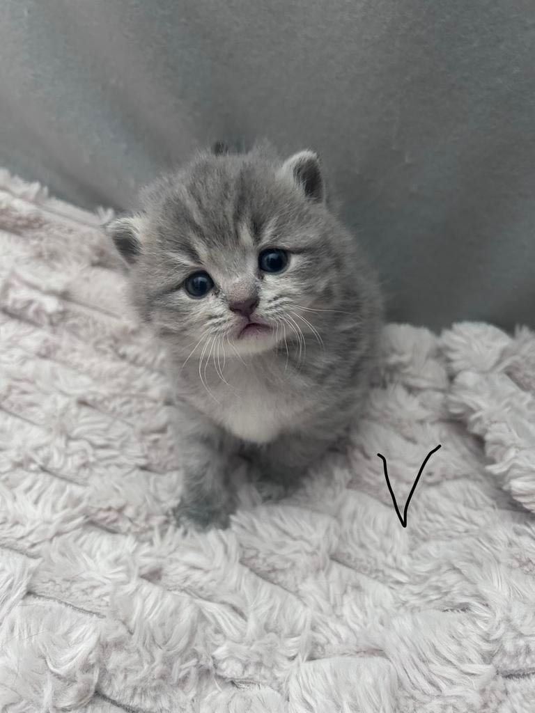 Raszuivere britse korthaar lilac, Blue point en meer, Meerdere dieren, Ontwormd