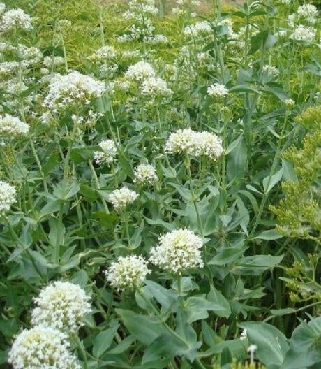 Witte Valeriaan vaste plant, Volle zon, Vaste plant, Zomer, Ophalen