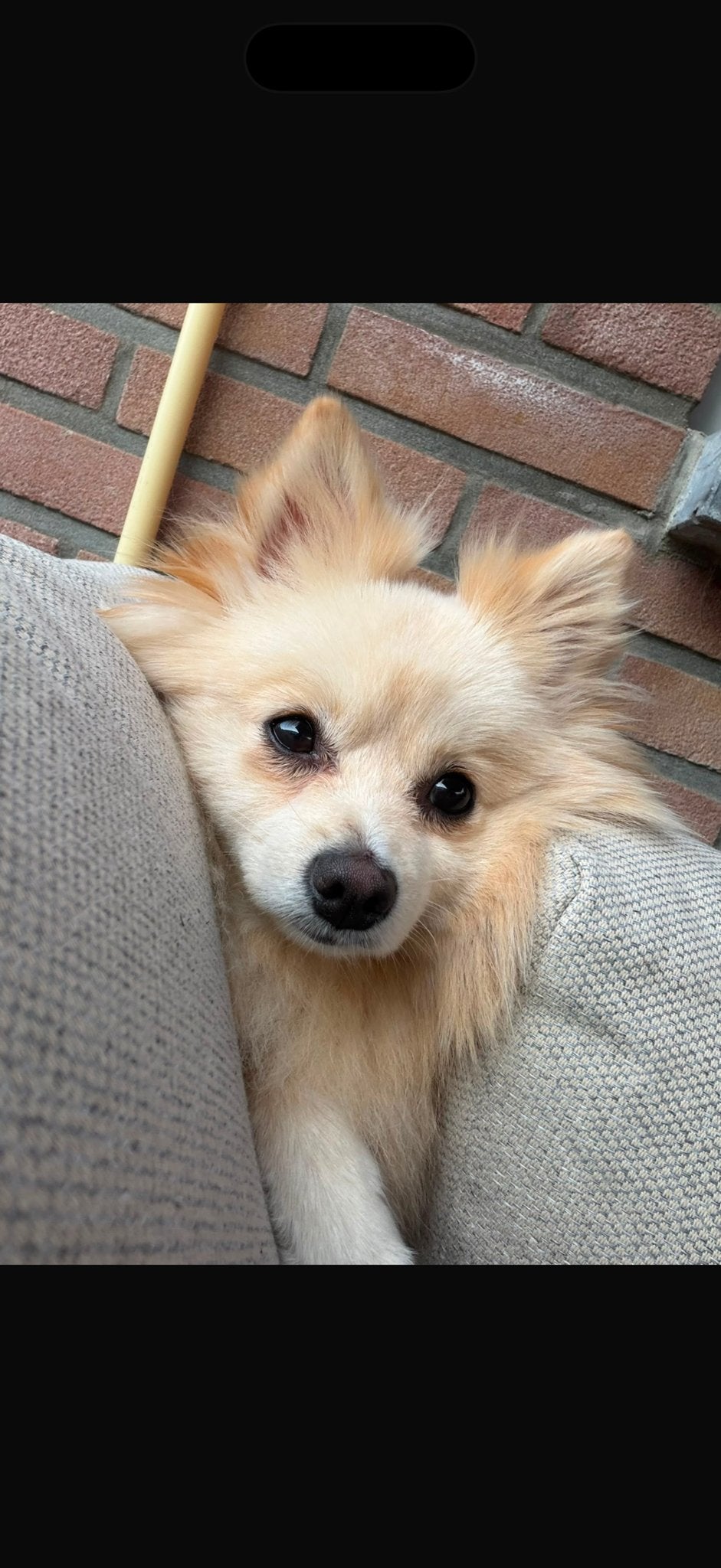 Pomeriaan dwergkees, Particulier, Reu, 1 tot 2 jaar, Buitenland