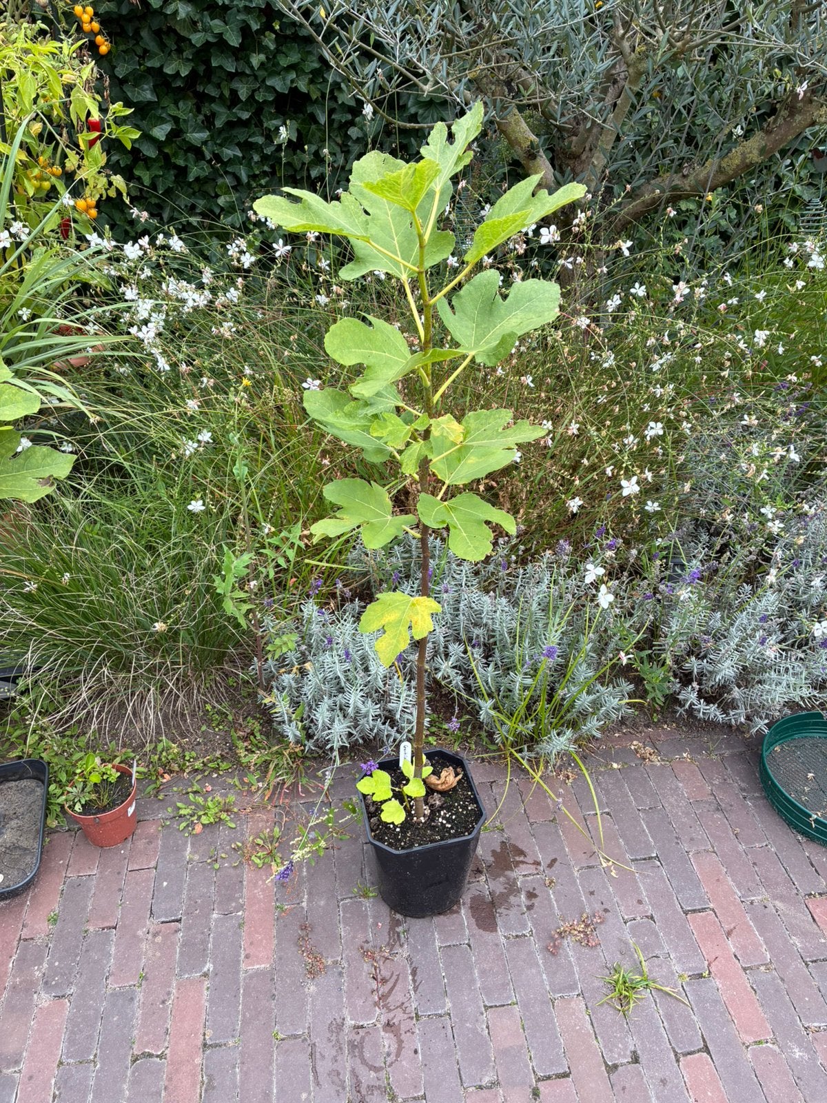 Grote Vijgenboom “Gentile Bianco”, Ophalen, Volle zon, In pot, Vijgenboom