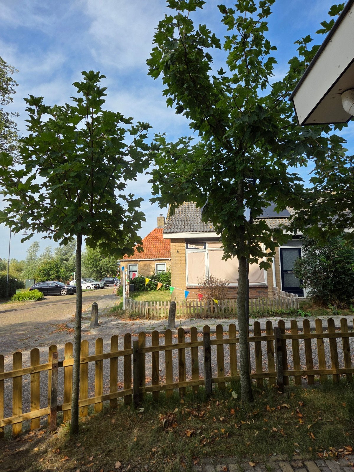 6 Esdoorn bomen, 3-4 meter hoog - zelf uitgraven, Tuin en Terras, Planten | Bomen, Bloeit niet, Overige soorten, 250 tot 400 cm