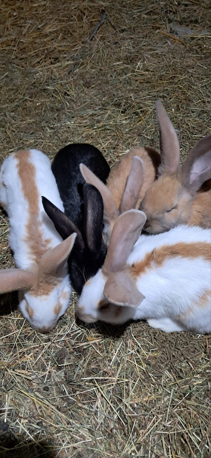 Lotharinger konijnen, Meerdere dieren, Groot, 0 tot 2 jaar