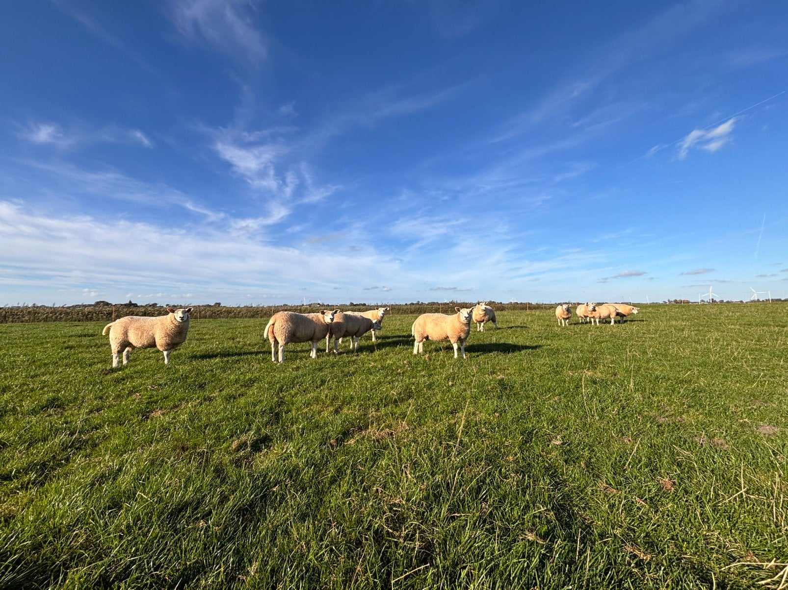 Koppel beste ooilammeren, Meerdere dieren, Schaap