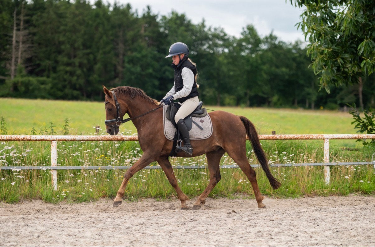 Gave veelzijdige sport C pony Mspringen L2dressuur, Dieren en Toebehoren, Pony's, Ruin, M, C pony (1.27m tot 1.37m), 11 jaar of ouder