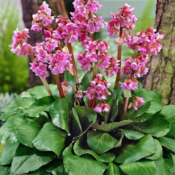 Vaste tuinplanten / struiken en grassen, Tuin en Terras, Ophalen, Zomer, Vaste plant, Groenteplanten