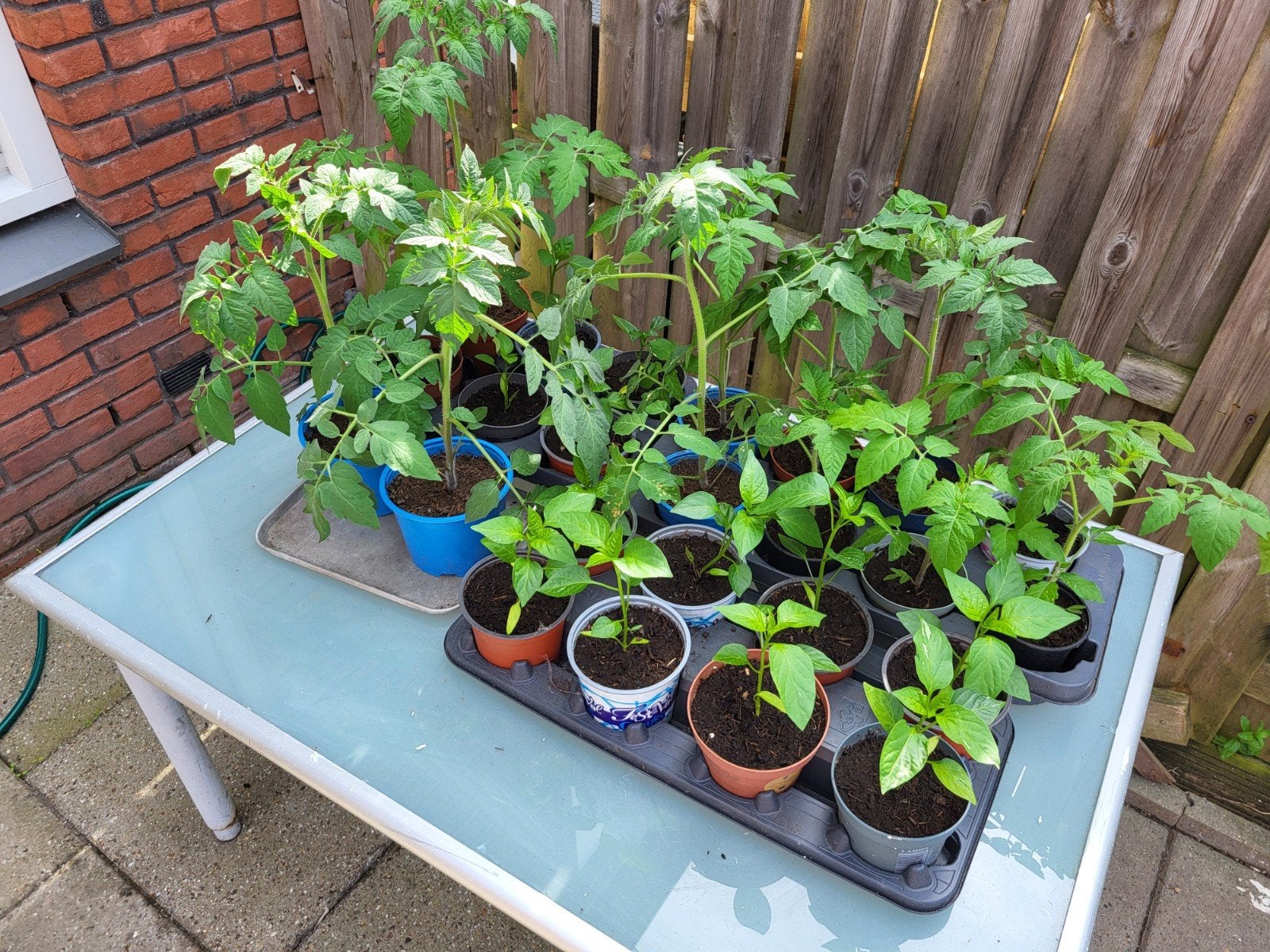 Tomaten- en paprikaplantjes, Ophalen, Eenjarig, Groenteplanten, Volle zon