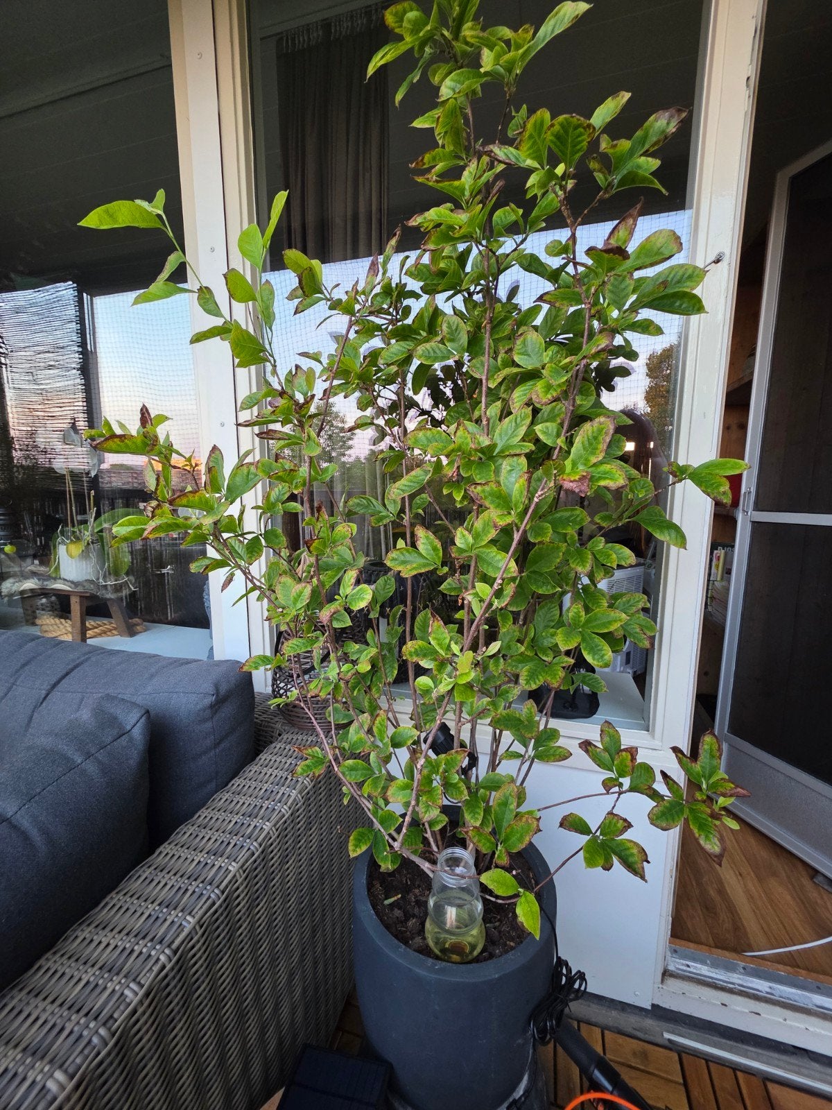 Grote Magnolia boom, circa 150 hoog, zoekt geduld...., Overige soorten, 100 tot 250 cm, Ophalen, Volle zon