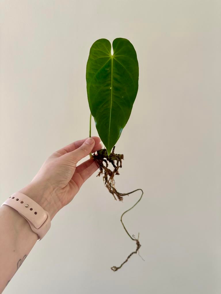 Anthurium queremalense, Ophalen of Verzenden, Halfschaduw, Minder dan 100 cm