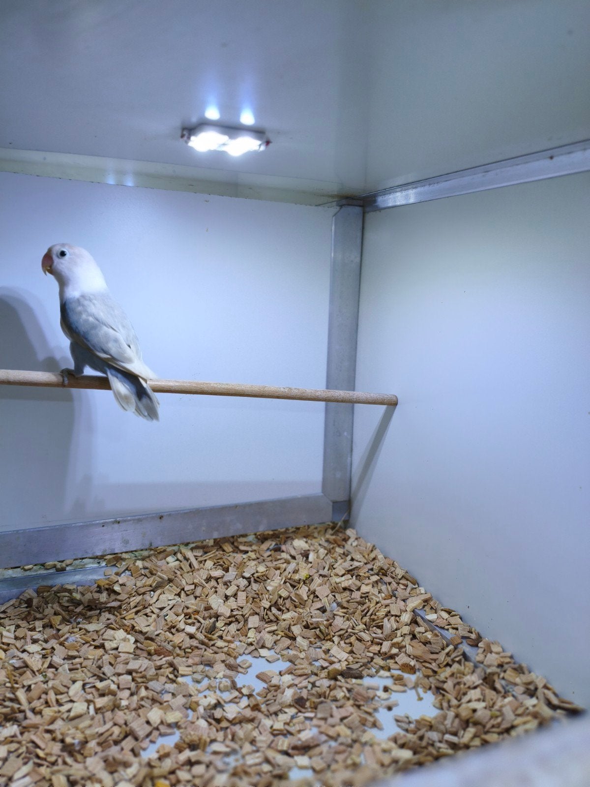 mooie agapornis ficheri man 2025, Mannelijk, Dwergpapegaai of Agapornis