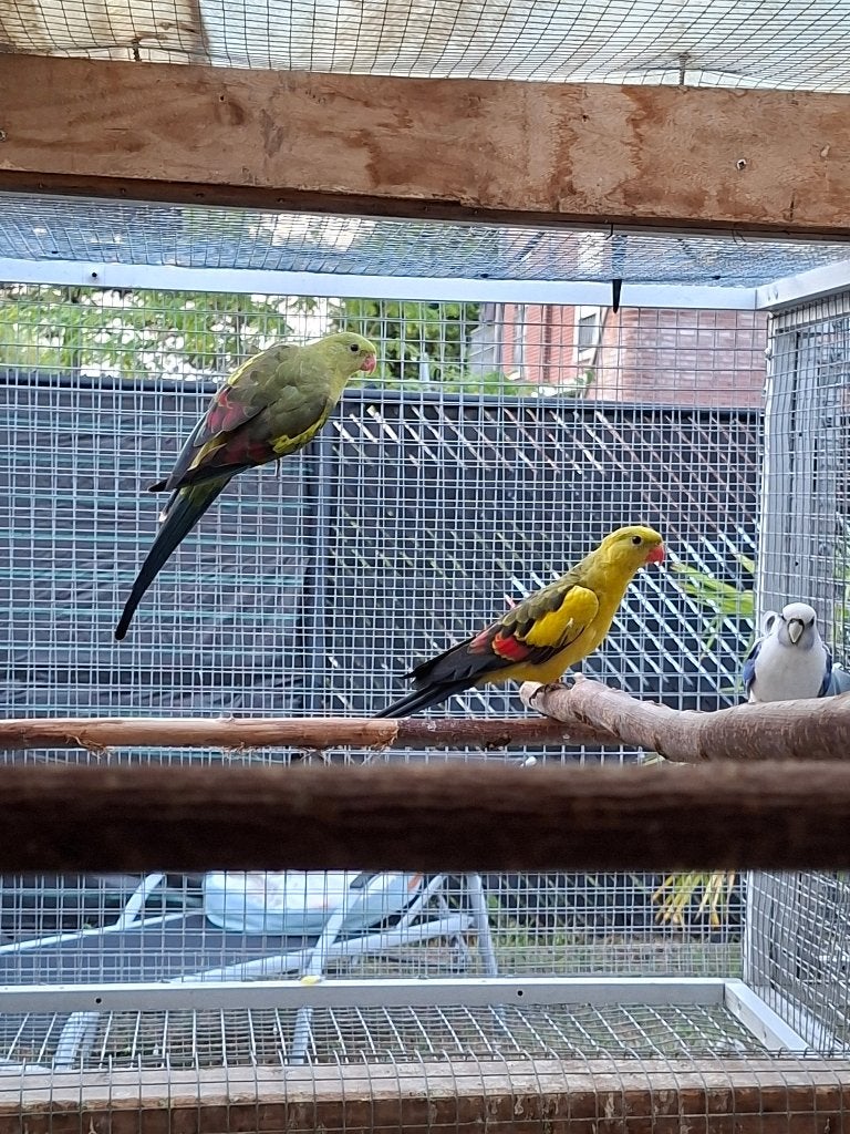 Koppel bergparkieten, Meerdere dieren, Parkiet, Geringd