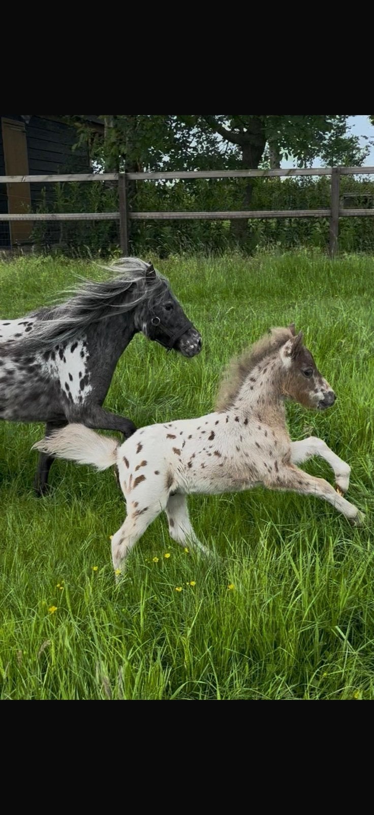 Prachtig appaloosa hengst veulen, Dieren en Toebehoren, Hengst, Niet van toepassing, A pony (tot 1.17m), 0 tot 2 jaar