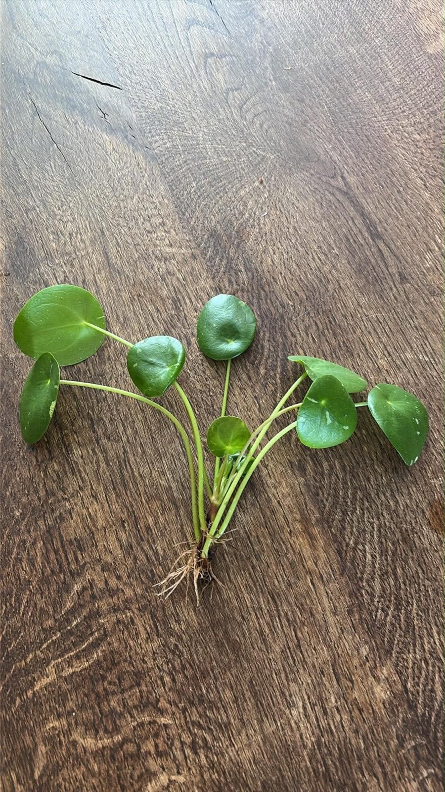 Pannenkoekenplant - White Splash (Pilea Peperomioides), Huis en Inrichting, Overige soorten, Minder dan 100 cm, Groene kamerplant