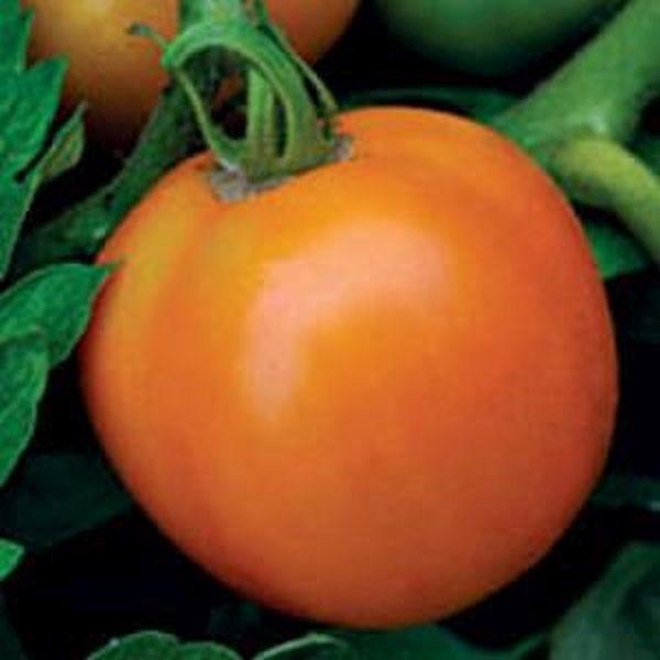 Orange queen tomaat, Tuin en Terras, Planten | Tuinplanten, Volle zon, Groenteplanten, Eenjarig, Ophalen of Verzenden