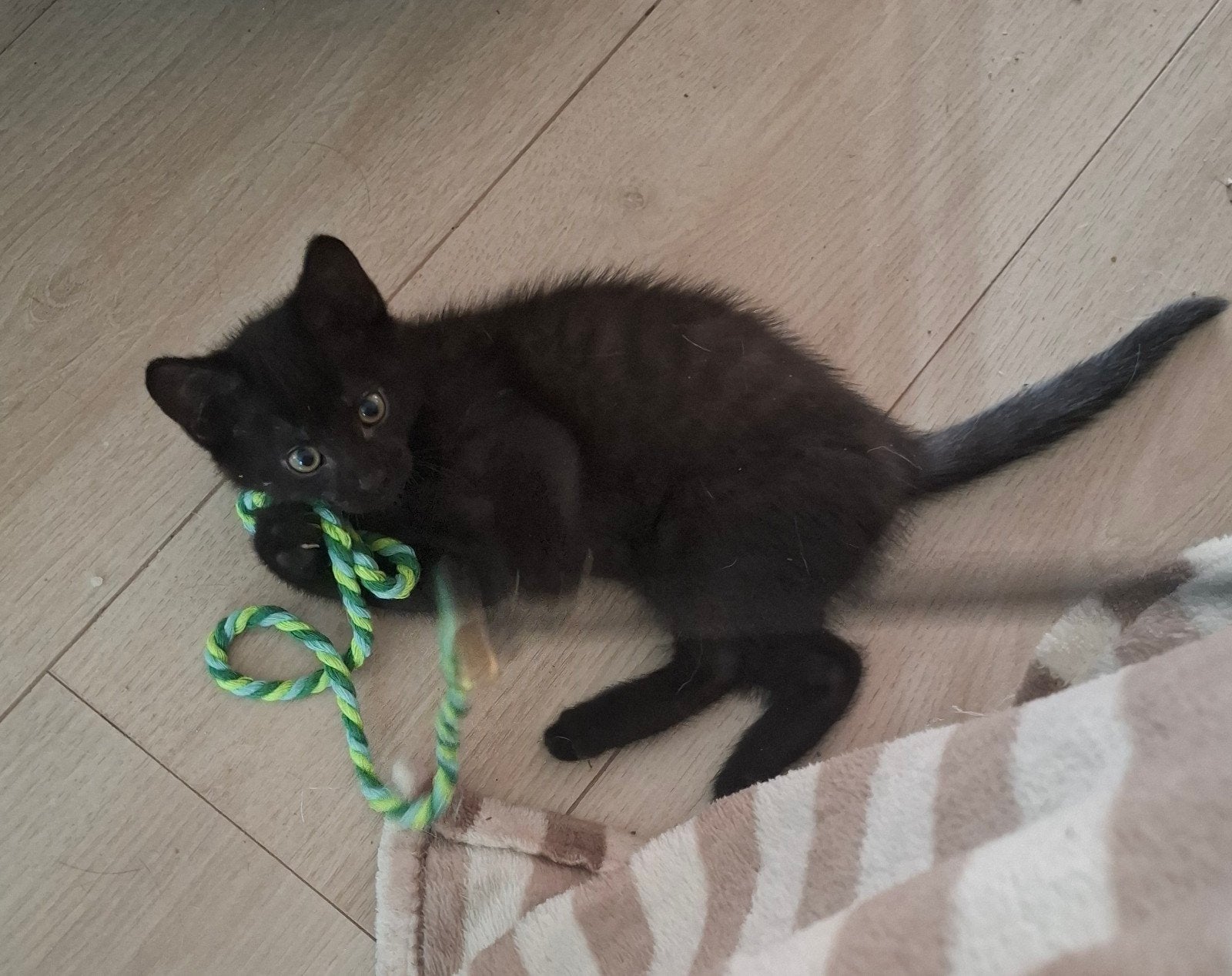 3 kittens zoeken een fijn nieuw huisje, Dieren en Toebehoren, Katten en Kittens | Overige Katten, Meerdere dieren, Kortharig, 0 tot 2 jaar