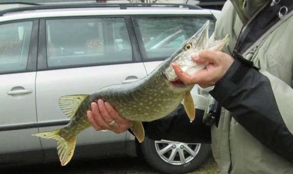 Set G 9 van 2 stuks Baars-Snoekspinners met streamer, Watersport en Boten, Ophalen, Nieuw, Complete set