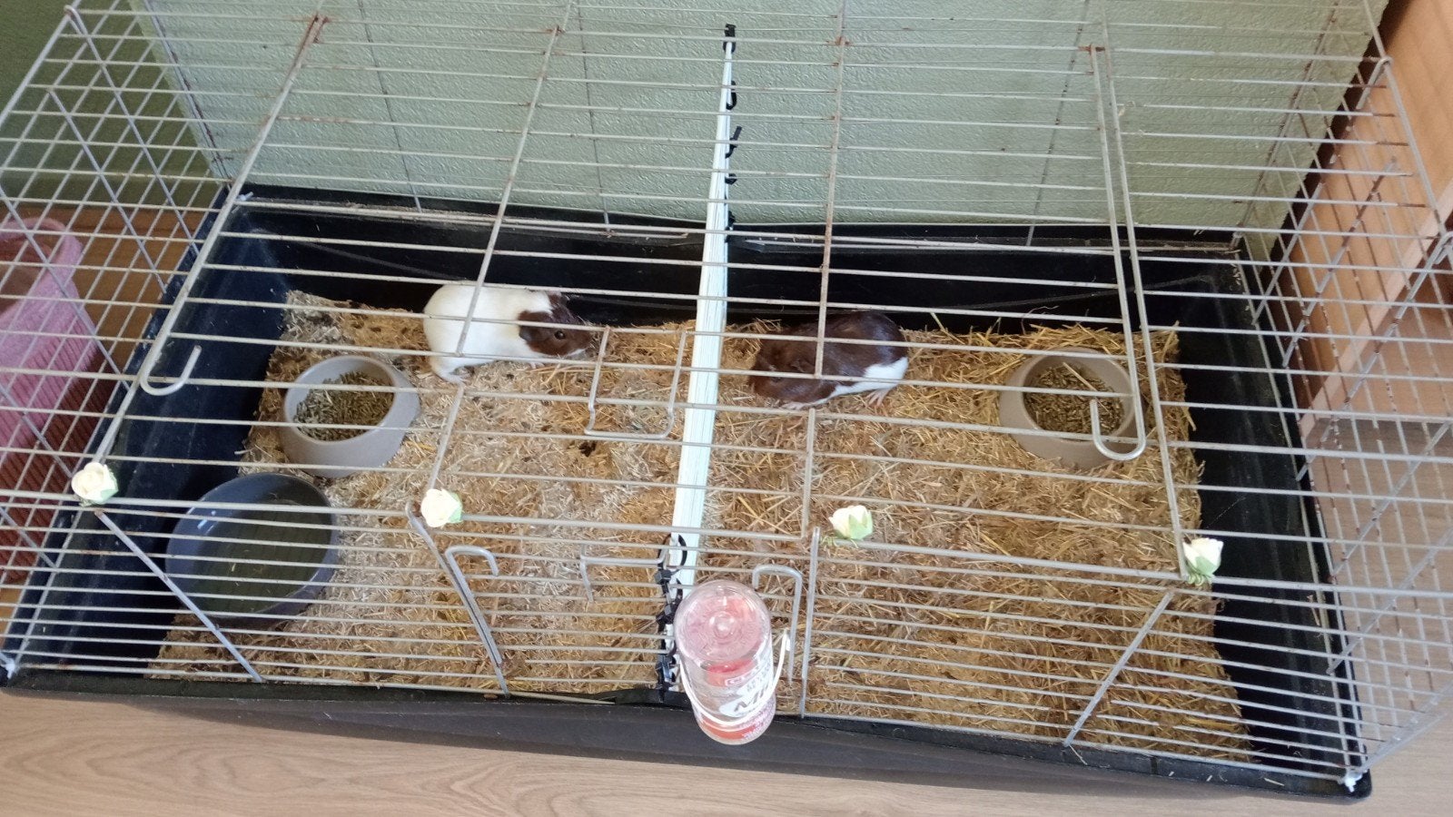 2 lieve baby cavia's, mannetje en vrouwtje, 6 weken incl tbh, Cavia, Mei, Meerdere dieren, Tam