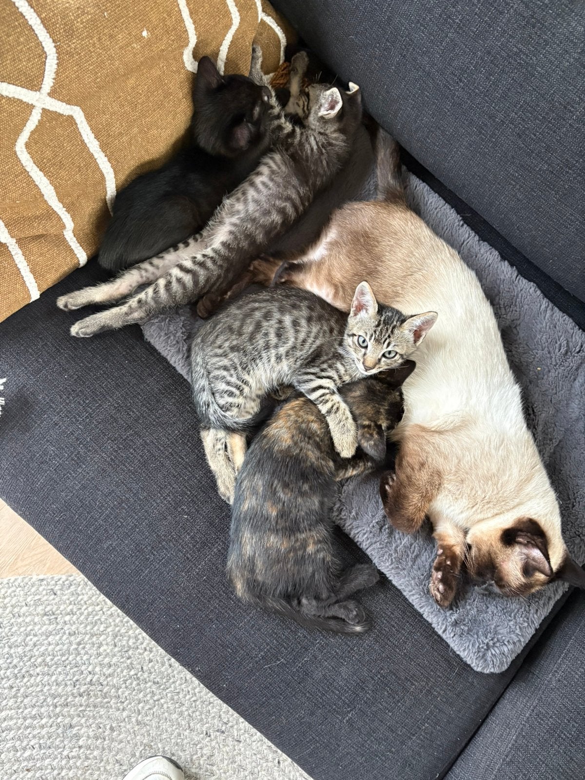 Half-siamese kitten met schildpadpatroon vacht, Meerdere dieren, Kortharig, 0 tot 2 jaar
