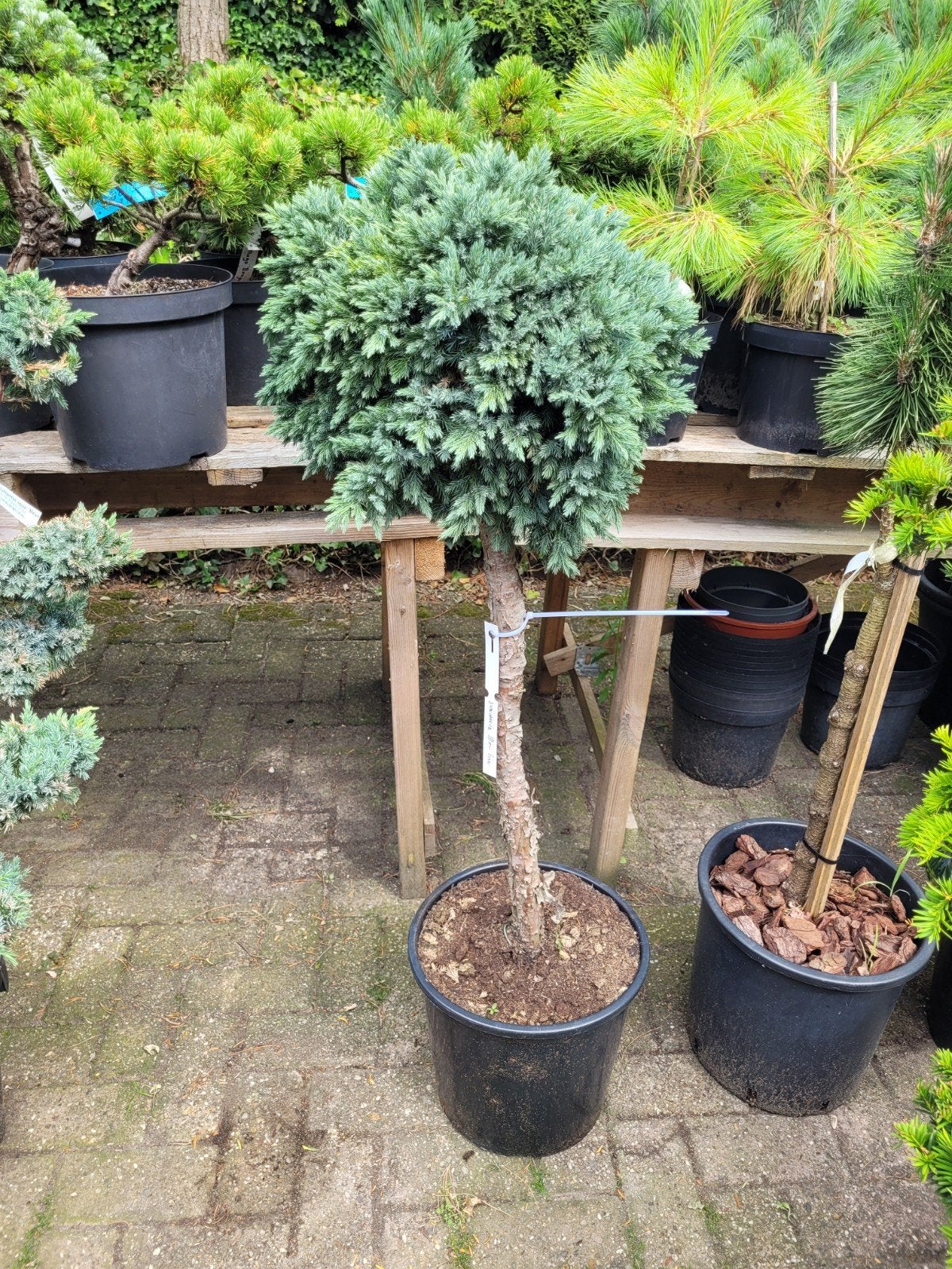 Juniperus 'Blue Tan' op Stam - Compacte Blauwe Jeneverbes, Volle zon, Vaste plant, Bloeit niet, Ophalen