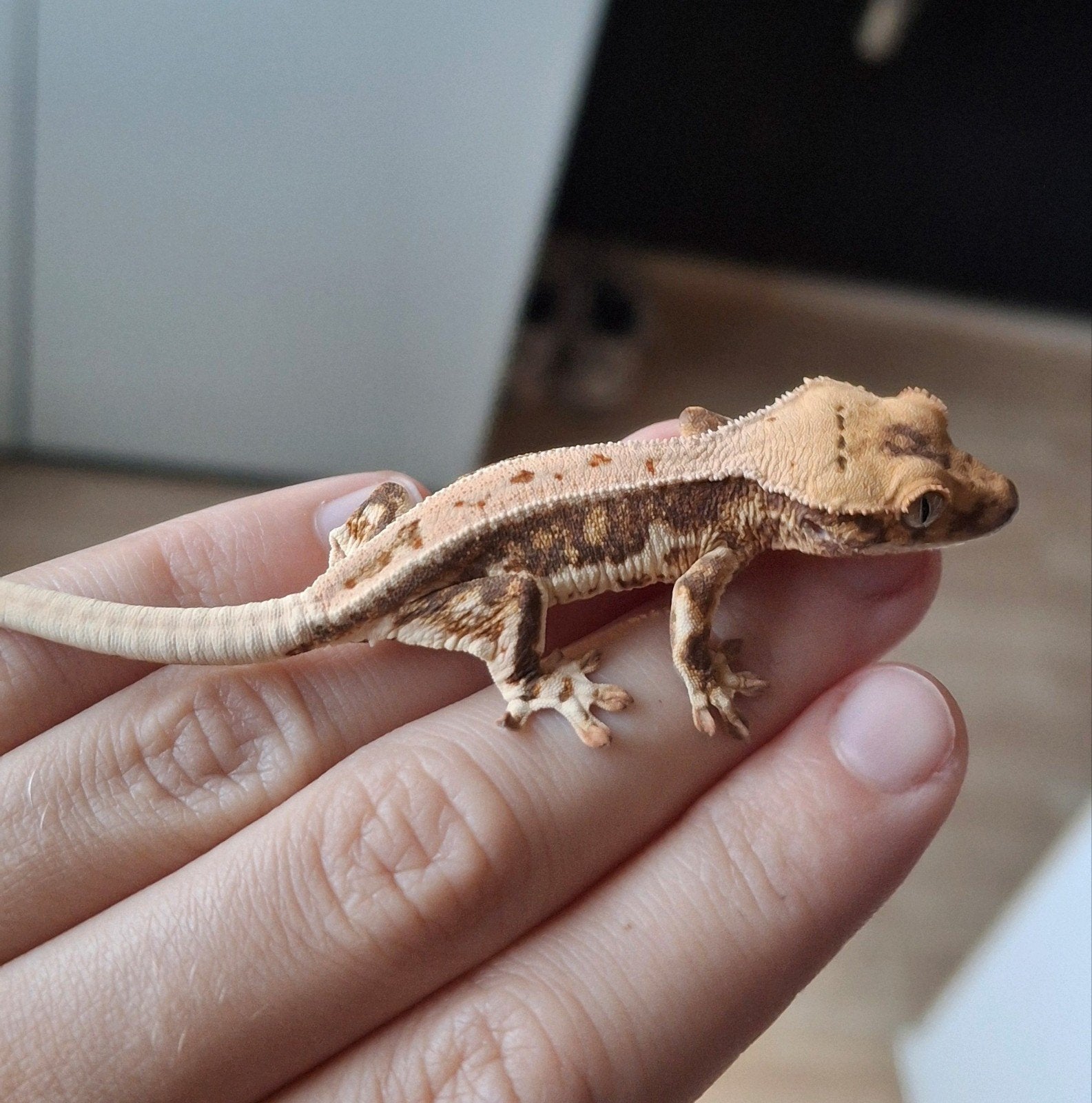 Mooie tricolor lilly white wimpergekko/crested gecko 0.0.1 Crested Gecko - female for sale from Lotus' Creatures