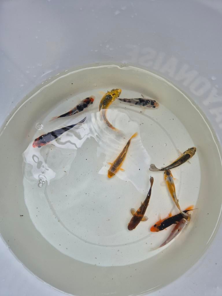 20 stuks kleine koi karper 6 tot 8 cm, Dieren en Toebehoren, Vissen | Vijvervissen, Karper of Koi