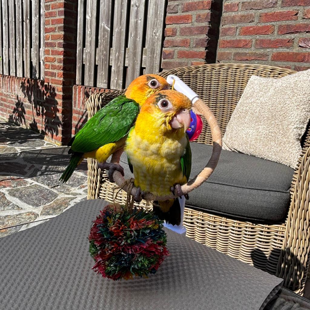 Jonge roestkop caique, Geslacht onbekend, Papegaai, Geringd