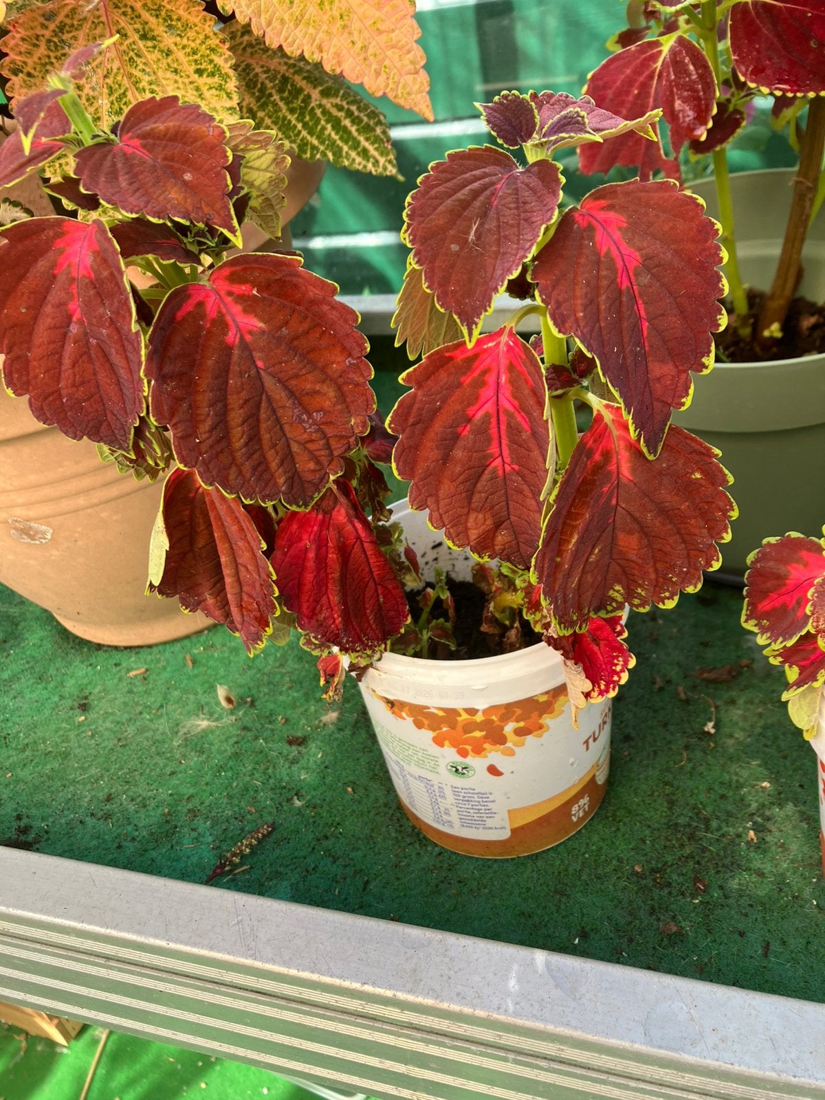 Coleus stekjes ongeworteld, Ophalen of Verzenden, Halfschaduw, Minder dan 100 cm