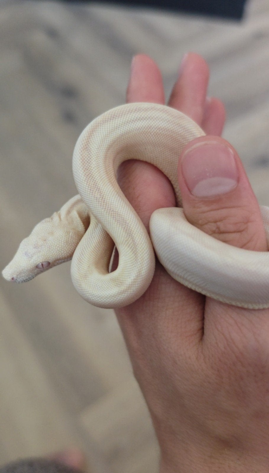 Boa Constrictor boa Morphs Vpi Super Hypo Crysal Fire Aztec Boa Constrictor photo 3