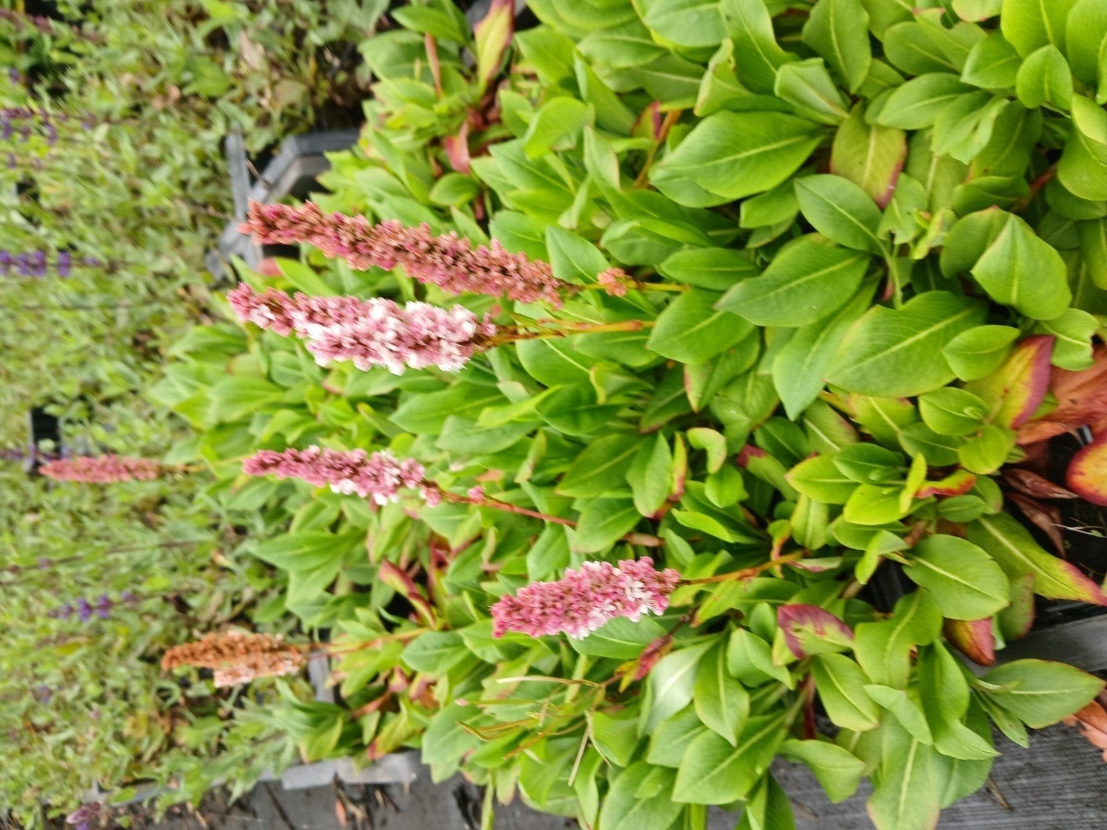 Persicaria aff. 'Kabouter' - Bodembedekker, Ophalen of Verzenden, Halfschaduw
