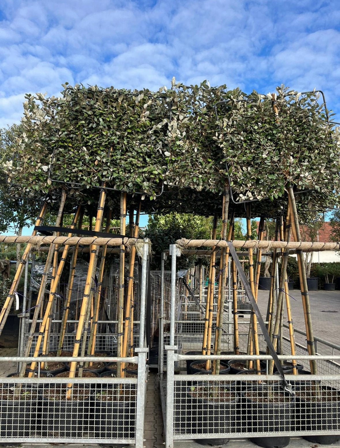 Elaeagnus ebbingei - compacta groenblijvende leibomen, Ophalen of Verzenden, Halfschaduw, Leiboom, 100 tot 250 cm