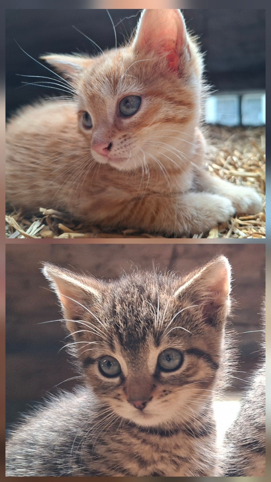 Boerderij  5 kittens tijgertjes, Dieren en Toebehoren, Meerdere dieren
