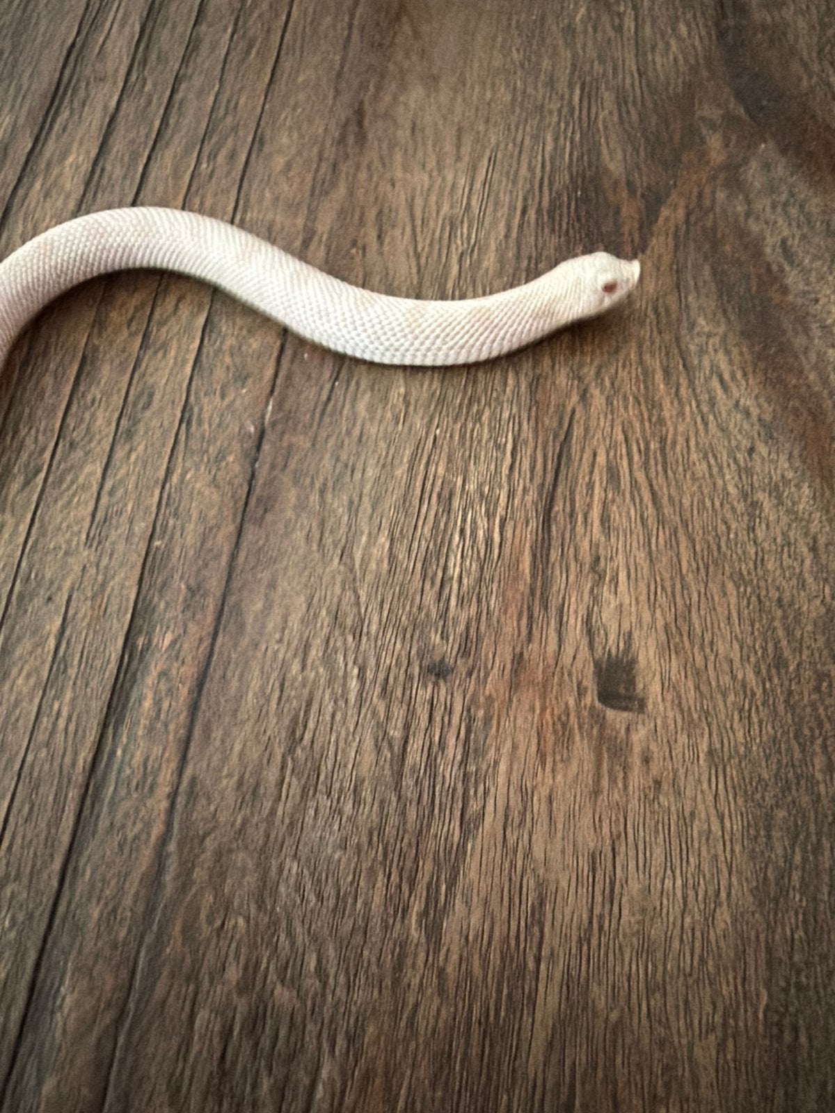 Haakneus yeti man Hognose Snake - male for sale from J