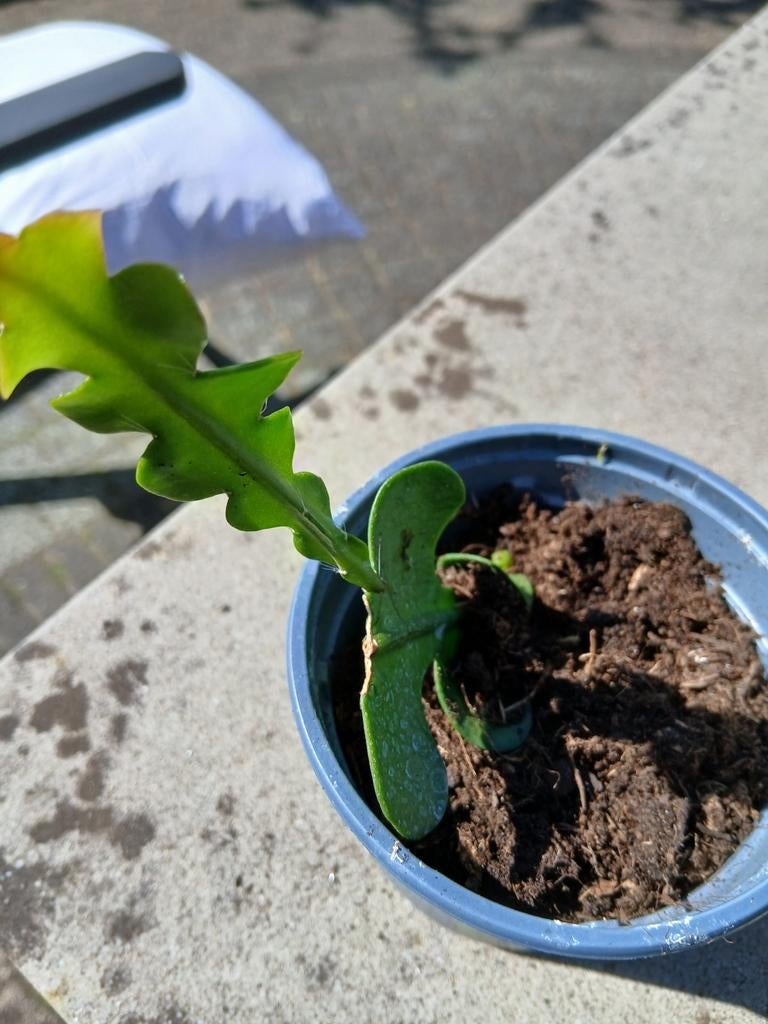 Zaagcactus, Ophalen of Verzenden, Halfschaduw, Minder dan 100 cm