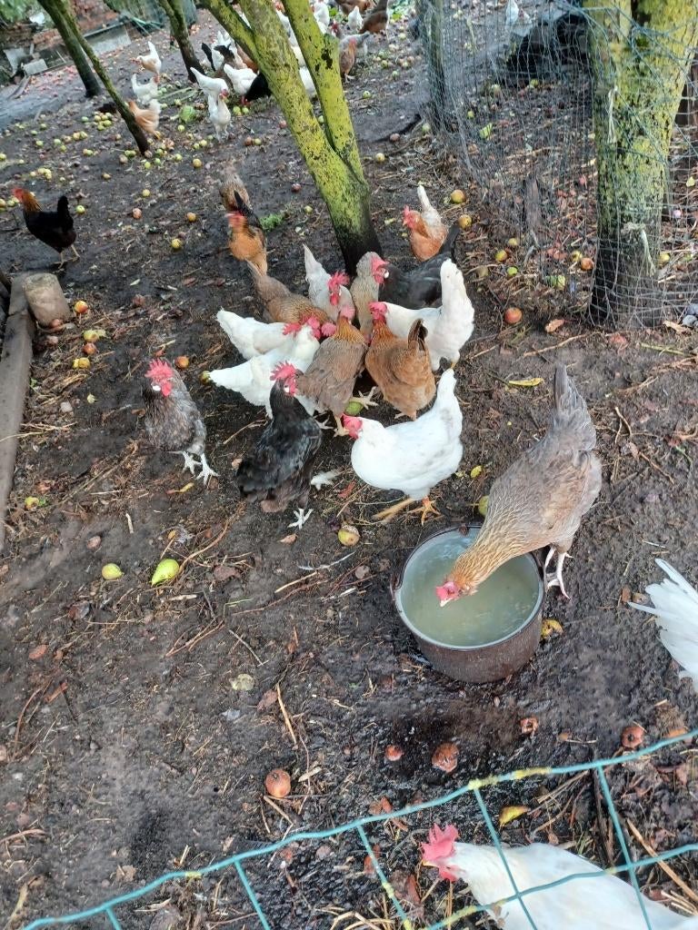 kippen, Dieren en Toebehoren, Vrouwelijk, Kip