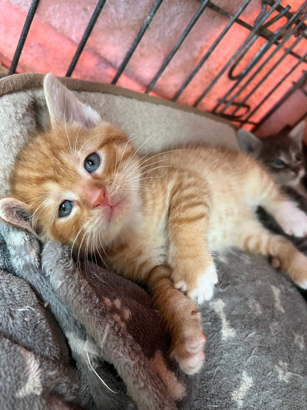 Boerderij kittens, Meerdere dieren