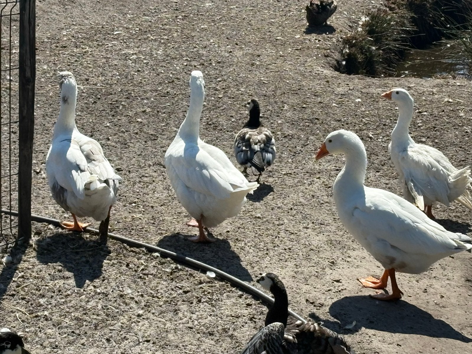 Ganzen, Dieren en Toebehoren, Pluimvee, Mannelijk, Gans of Zwaan