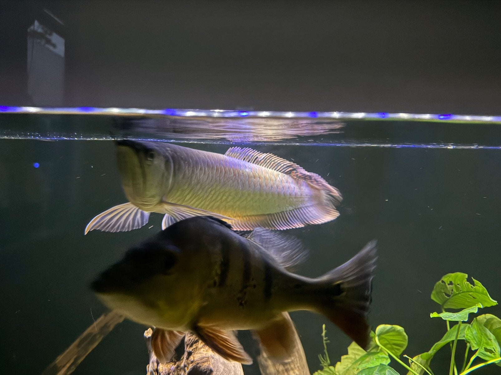 Te koop Zilveren Arowana 35cm +, Dieren en Toebehoren, Vissen | Aquariumvissen, Vis