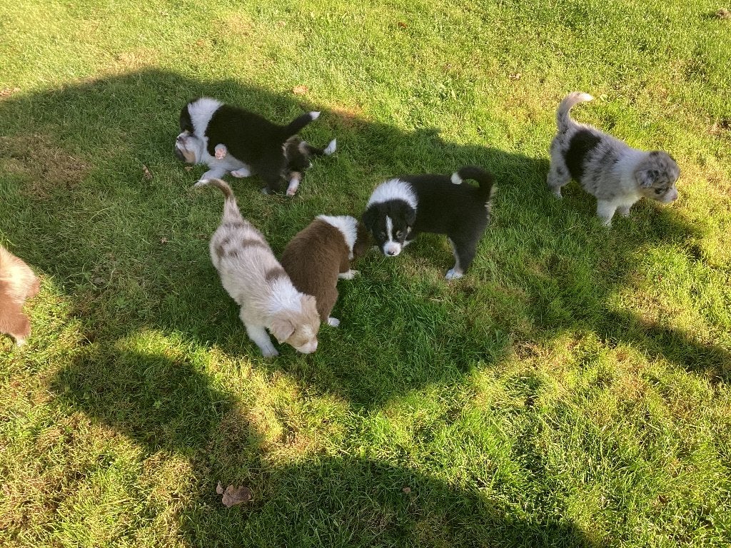 Mooie stevige Australian Sheperd pups, Overige rassen, 8 tot 15 weken, CDV (hondenziekte), Meerdere dieren