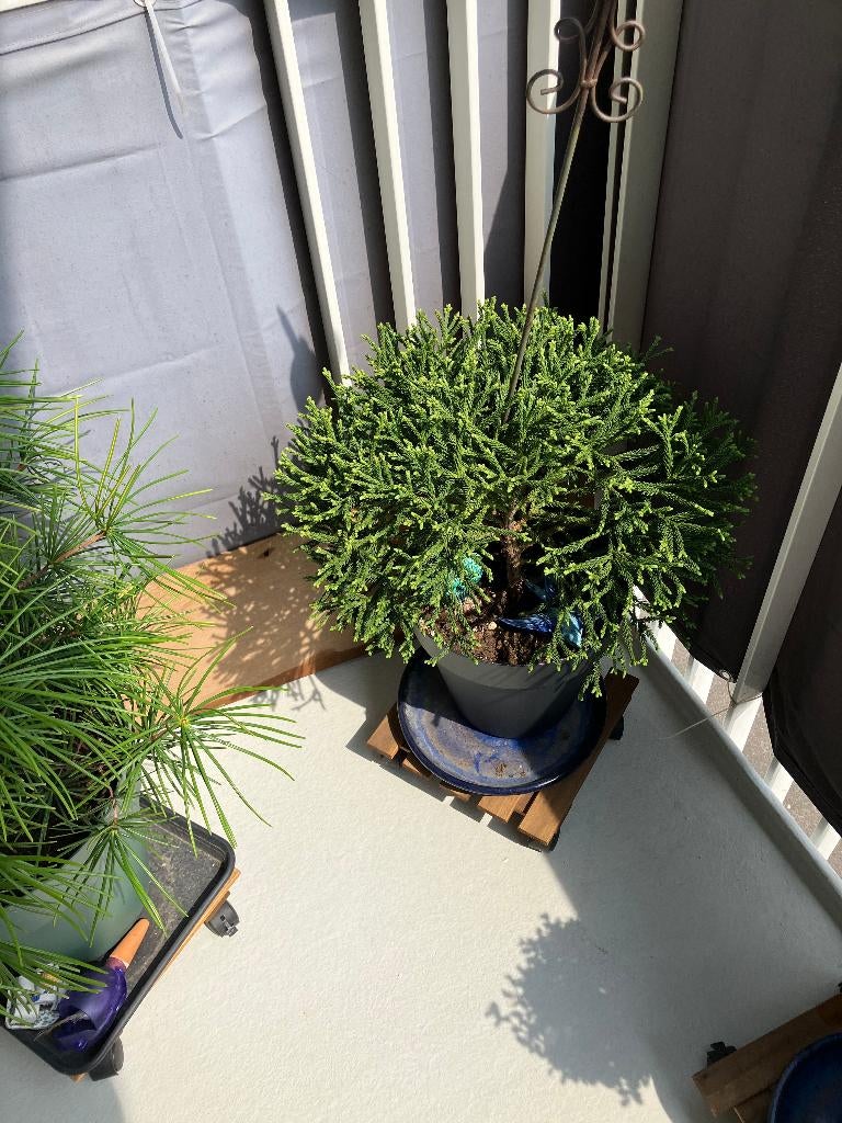 Planten, Ophalen, Overige soorten, Volle zon