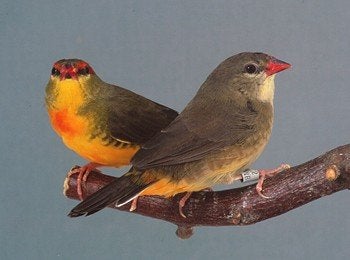 Gezocht  Goudbuikjes, Meerdere dieren, Tropenvogel, Geringd
