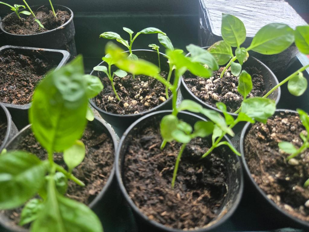Surinaamse bitawiri plantjes (biologisch), Ophalen of Verzenden, Voorjaar, Volle zon, Zaad