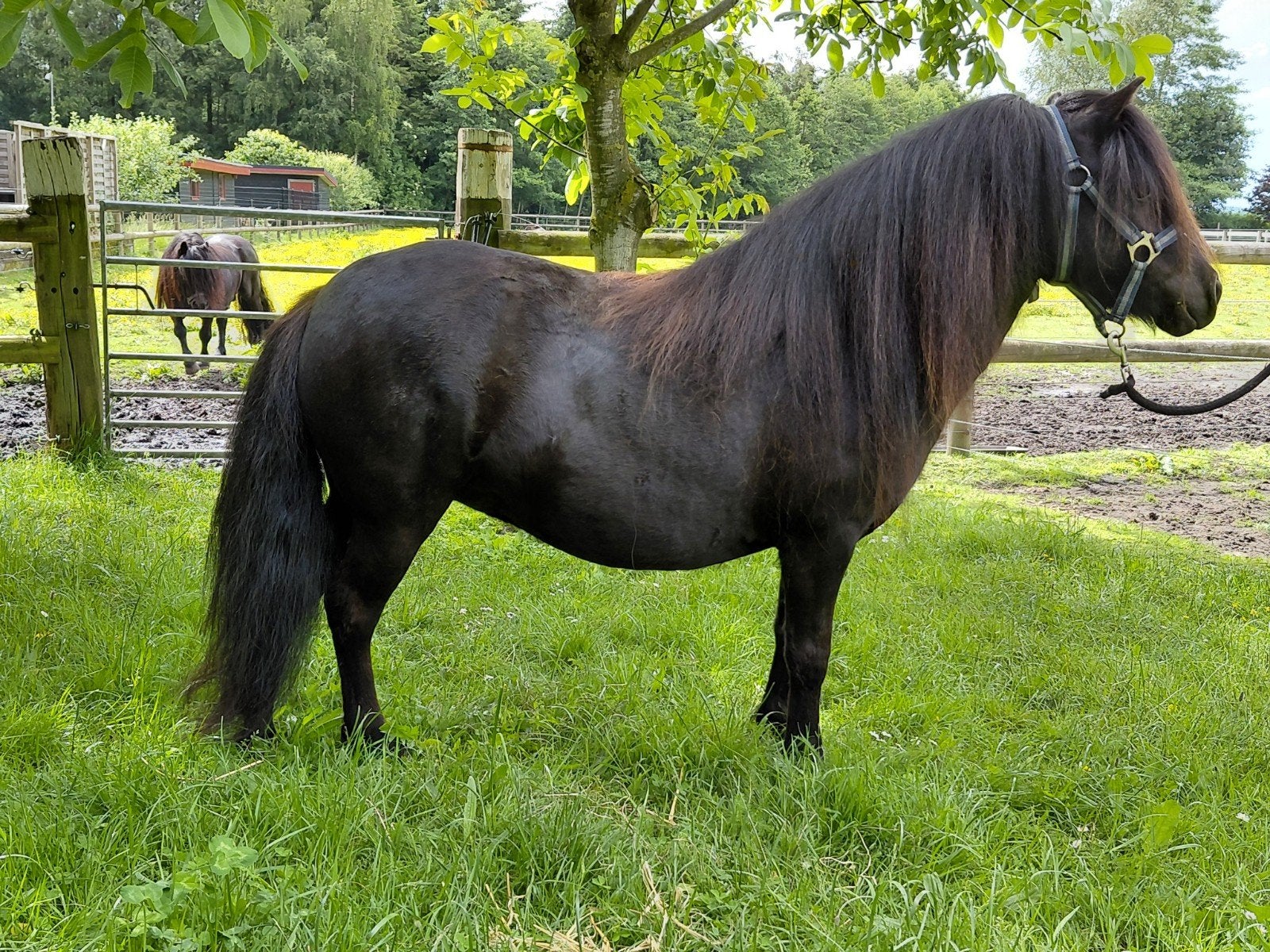 Fraaie 4 jarige shetlandpony, merrie, Dieren en Toebehoren, Paarden, Merrie