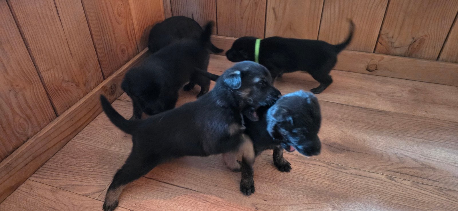 X herder puppy’s !!LET OP WERKLIJN!! Mogen weg per 18-06!, Dieren en Toebehoren, Parvo, 8 tot 15 weken, Meerdere, Meerdere dieren
