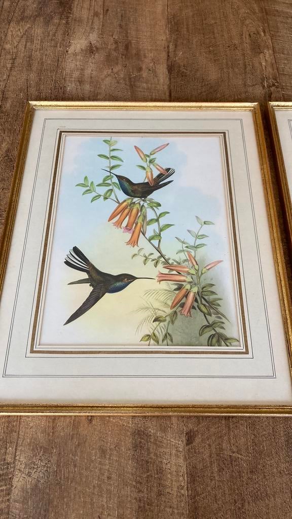 2x Litho van John Gould - Fruitduiven en Vogels, Ophalen of Verzenden