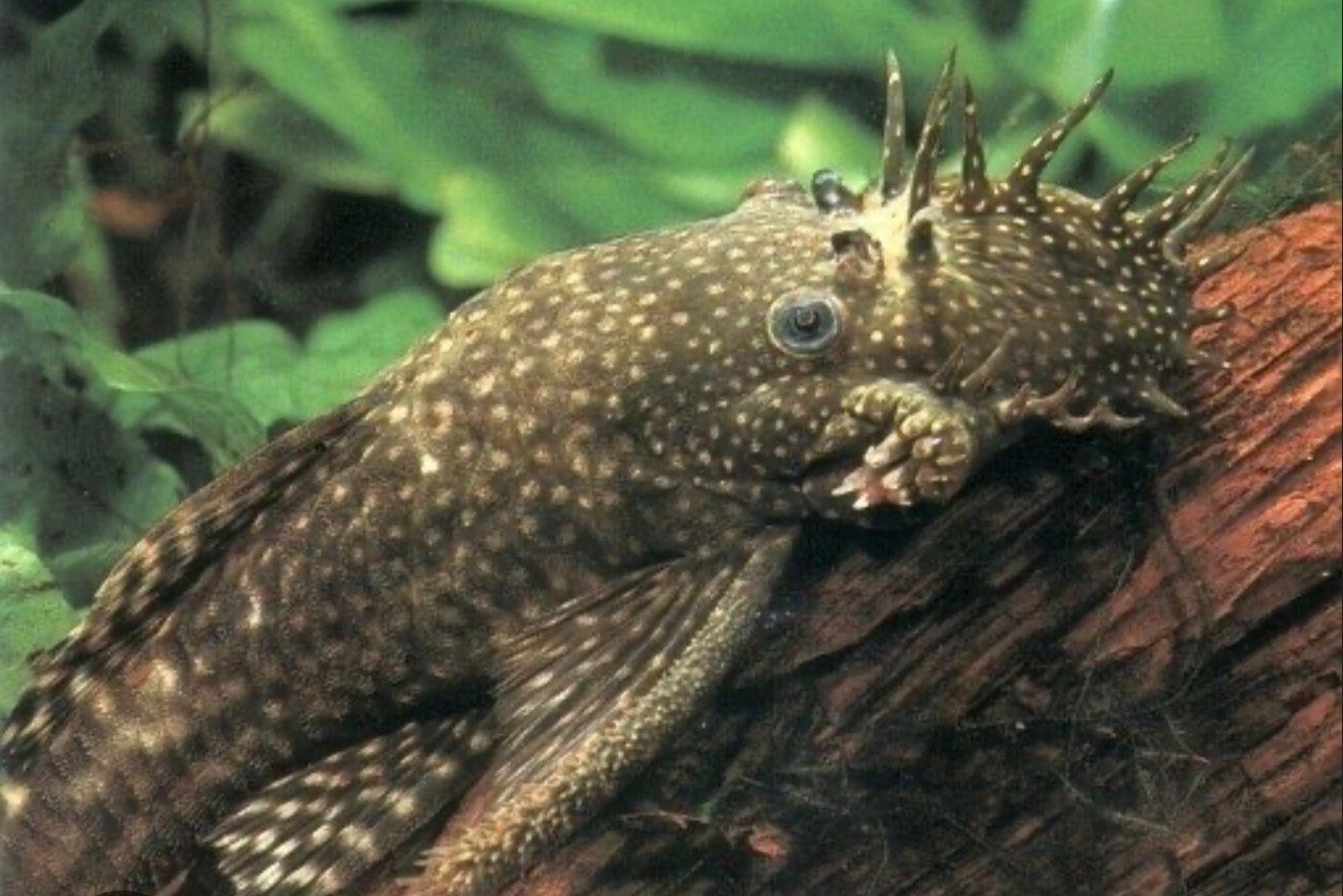 algeneter man 2x, Dieren en Toebehoren, Vissen | Aquariumvissen, Vis