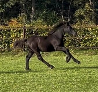 Fell Pony hengstveulen, Dieren en Toebehoren, Hengst